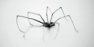 Spinne mit filigranen Beinen