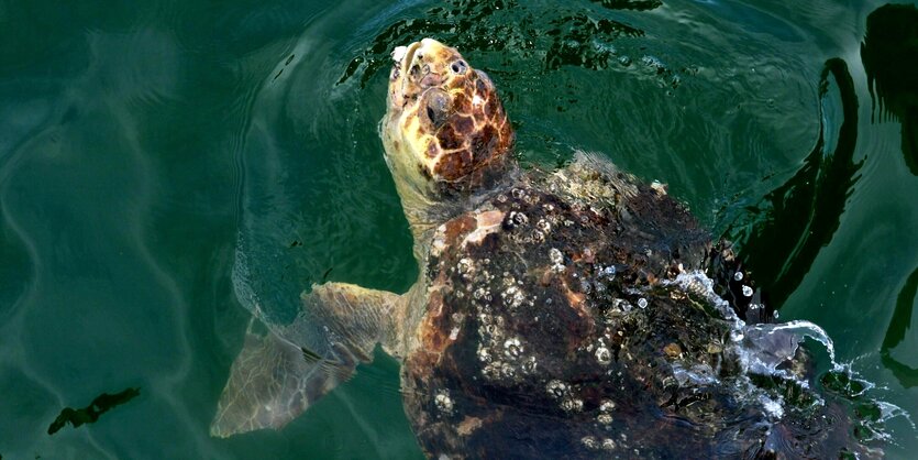 Schildkröte im Meer