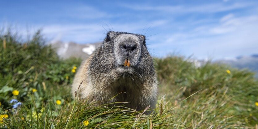 Das Alpenmurmeltier