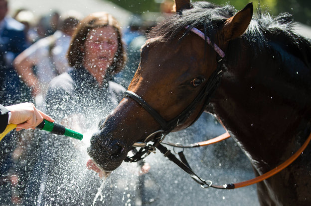 Ein Pferd erfrischt sich an einem Wasserschlauch.