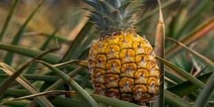 Eine Ananas