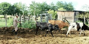 Ein Mann treibt Kühe über eine Ackerfläche