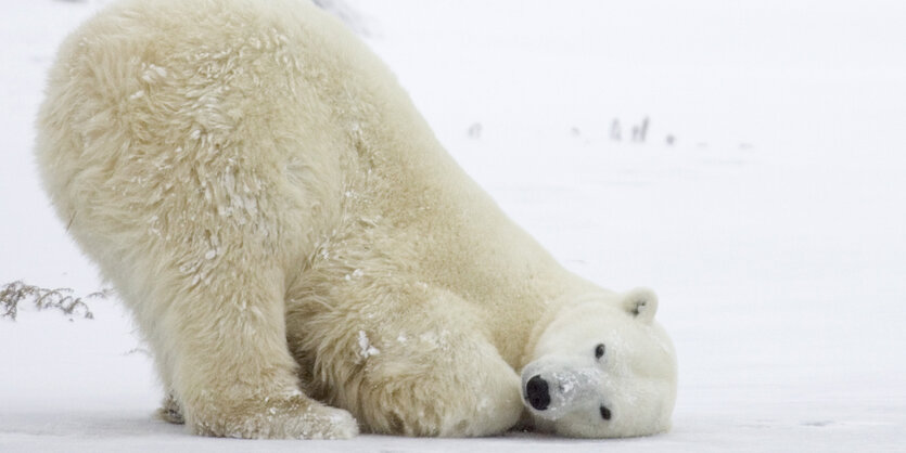 Ein Eisbär im Schnee.