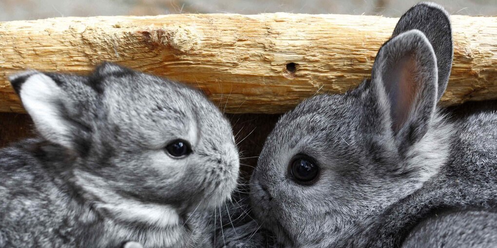 Zwei Chinchilla-Babys in einem Stall