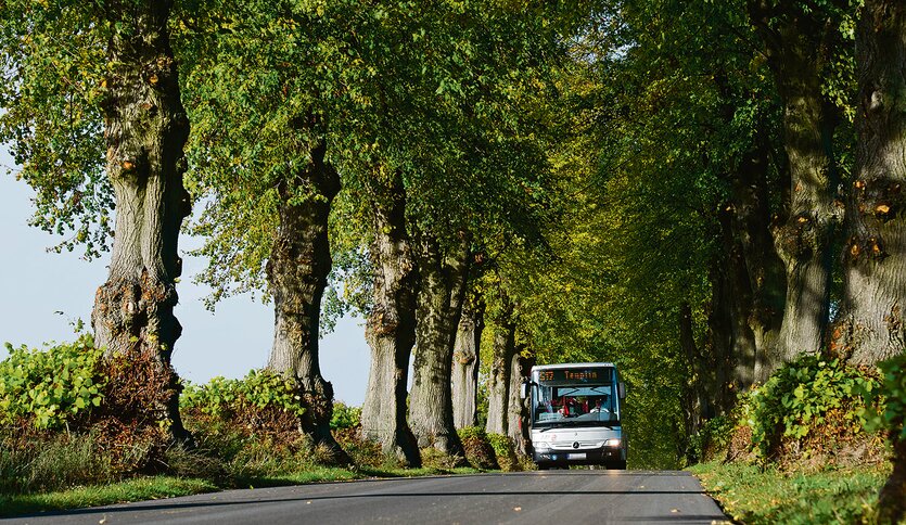 Auf einer Allee fährt ein Templiner Bus.