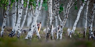 Ein Wolf steht in einem Birkenwald.