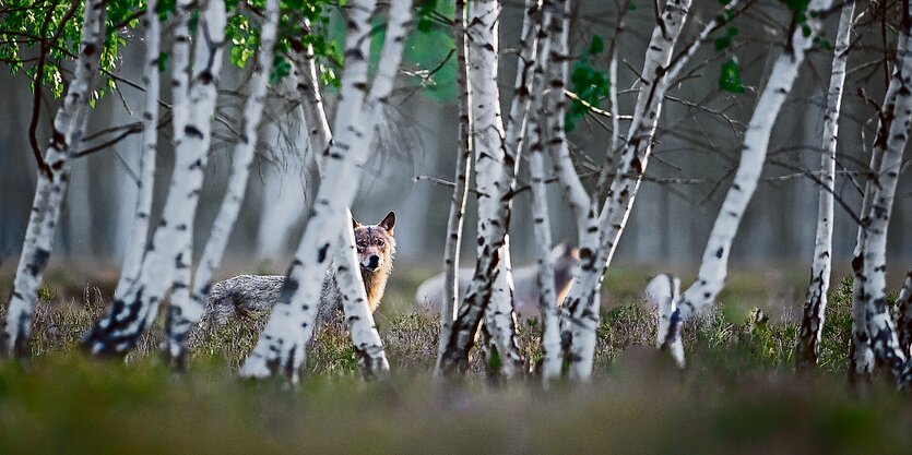 Ein Wolf steht in einem Birkenwald.