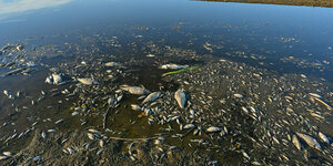 Tote Fische liegen am Flussufer der Oder