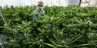 Cannabispflanzen in einem Treibhaus, mittendrin ein Mann in Schutzkleidung