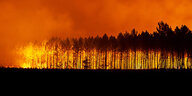 Eine Baumreihe verbrennt im Waldbrand