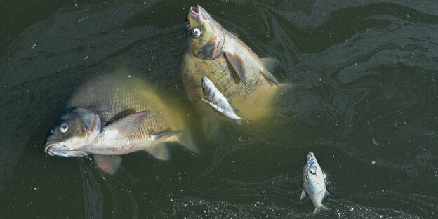 Tote Fische treiben im Wasser