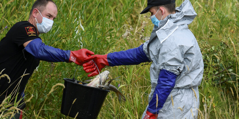 Zwei Helfer in Schutzanzügen mit einem Eimer voller toter Fische