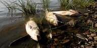 Tote Fische am Ufer der Oder