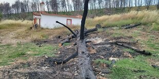 Ein verkohlter Baum liegt auf dem Boden