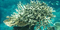 Korallen am Great Barrier Reef, die von der Korallenbleiche betroffen sind, vor der Küste von Cairns. Die Korallen am Great Barrier Reef sind bedroht