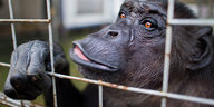 Der Schimpanse Robby versucht mit Hand und Schnauze durch die Gitterstäbe seines engen Käfigs im Circus Belly Kontakt herzustellen