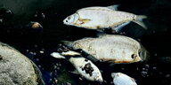 Tote Fische treiben auf einer Wasseroberfläche