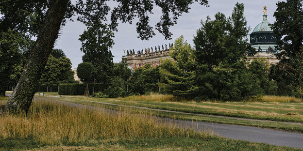 Park Sanssouci in Potsdam: Zu sehen ist eine leicht ausgetrocknete Wiese, durchquert von einer Straße. Überall stehen Bäume mit dunkelgrünen Baumkronen. Im Hintergrund, hinter den Baumkronen ist das Gebäude "Neues Palais" zu sehen. Zu sehen ist ganz links die grüne Kuppel des Gebäudes mit goldenen Verzierungen. An die Kuppel schließt der Rest des Gebäudes an.