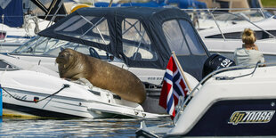 Walross Freya räkelt sich auf einem Motorboot