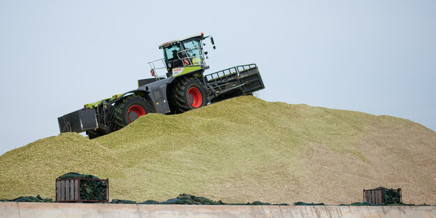Frisch gehäckselter Mais wird von einem Traktor auf dem Gelände einer Biogasanlage zu einem Hügel aufgeschoben und verdichtet