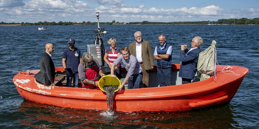 Ministerpräsident Daniel Günther kippt Jungaale in die Schlei und wird dabei fotografiert.