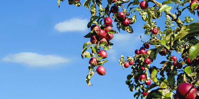 Zweige eines Apfelbaumes