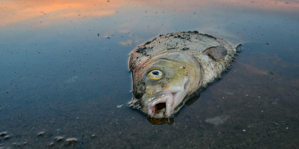 Ein toter Fisch im Fluss Oder