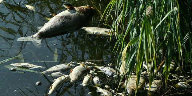 Tote Fische im Fluss Oder