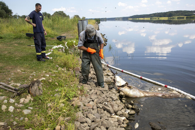 Ein Mann zieht einen sehr großen toten Wels aus dem Wasser, ein anderer schaut dabei zu