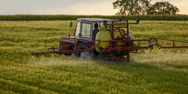 Traktor besprüht Getreidefeld inmitten des Getreides in Richtung Sonnenuntergang