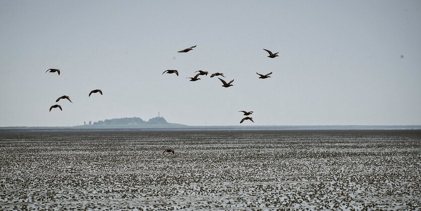 Eiderenten fliegen über das Watt und in der Ferne ist eine Hallig zu sehen.