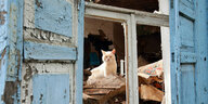 Eine weiße Katze blickt durch ein zerstörtes Holzfenster, hinter ihr sieht man ein zerstörtes Zimmer