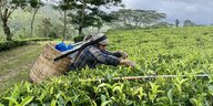 Eine Frau beugt sich über Teepflanzen, die sie pflückt