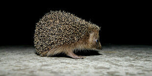 Ein Igel