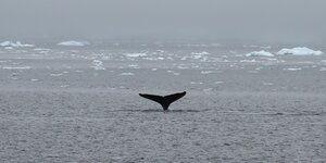 Die Flosse eines Wals ragt aus dem Meer hinaus, im Hintergrund Eisschollen auf dem Wasser
