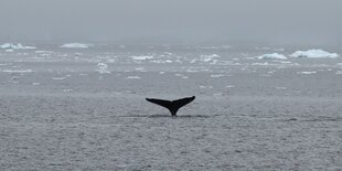 Die Flosse eines Wals ragt aus dem Meer hinaus, im Hintergrund Eisschollen auf dem Wasser