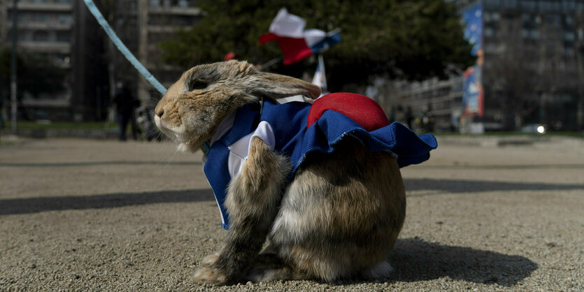 Ein Hase mit chilenischer Flagge