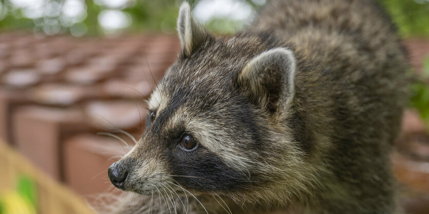 Waschbär im Tiergehege