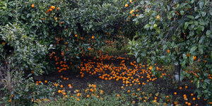 Mandarinen liegen unter Bäumen auf der Erde