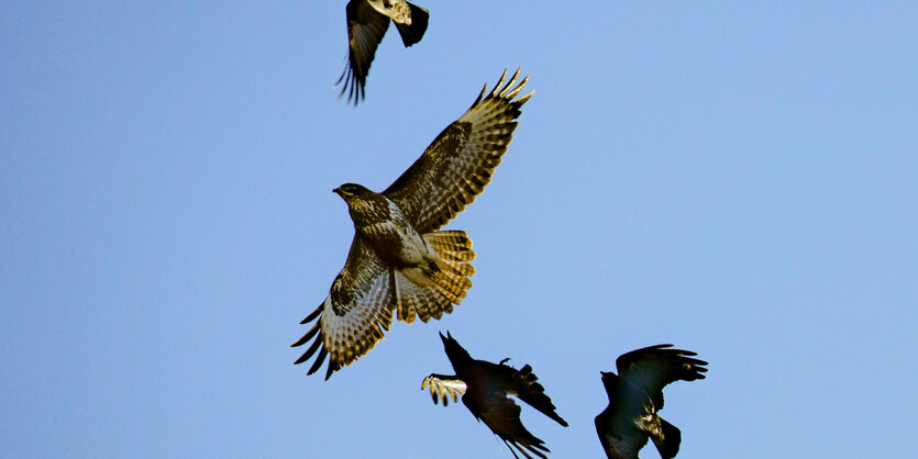 Krähen greifen einen Raubvogel an