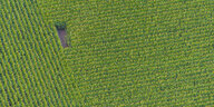 grünes Maisfeld aus der Luft