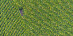 grünes Maisfeld aus der Luft