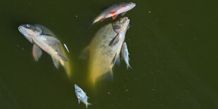 Brandenburg, Schwedt: Tote Fische treiben im Wasser des deutsch-polnischen Grenzflusses Oder im Nationalpark Unteres Odertal nördlich der Stadt Schwedt.