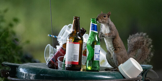 Ein Eichhörnchen schnuppert an einer Bierflasche, die auf einem Parkmülleimer steht