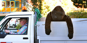Ein städtischer Mitarbeiter transportiert auf seinem Kleinlaster einen Riesen-Plüschaffen vom Sperrmüll.