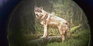 Ein gemalter Wolf, der durch ein Zielfernrohr eines Gewehres gesehen wird.