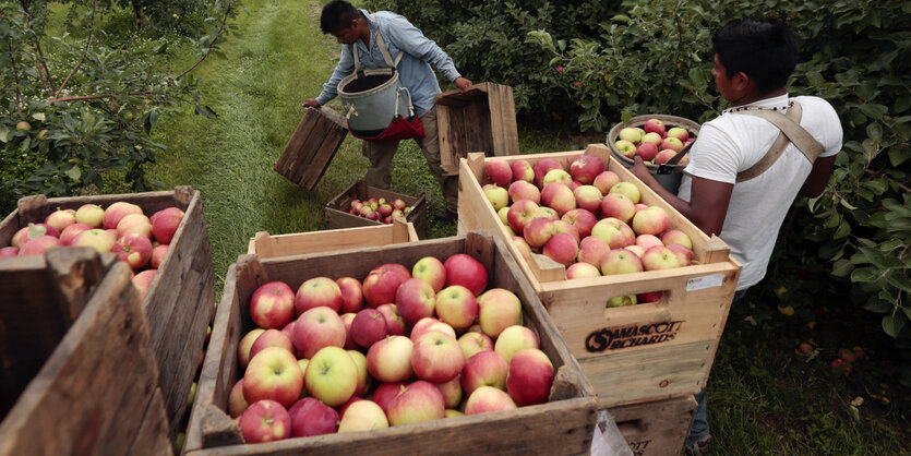 Erntehelfer hantieren mit fefüllten Kisten in einer Obstplantage in den USA.