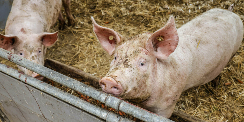 Schweine im Stall