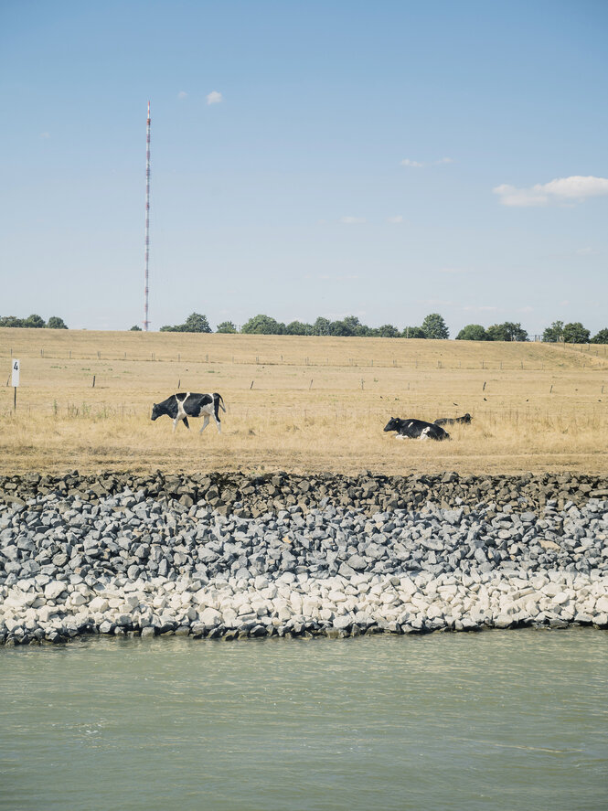 Kühe grasen auf verdorrten Feldern am Ufer des Rheins - der niedrige Wasserstand ist an der Farbe der Steine an der Uferbegrenzung zu erkennen