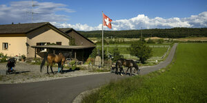 Eine Schweizer Fahne weht in grüner Landschaft mit Pferden